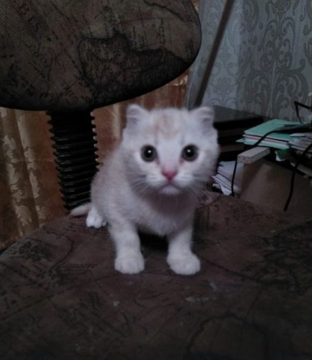 котёнок Лис-Листик