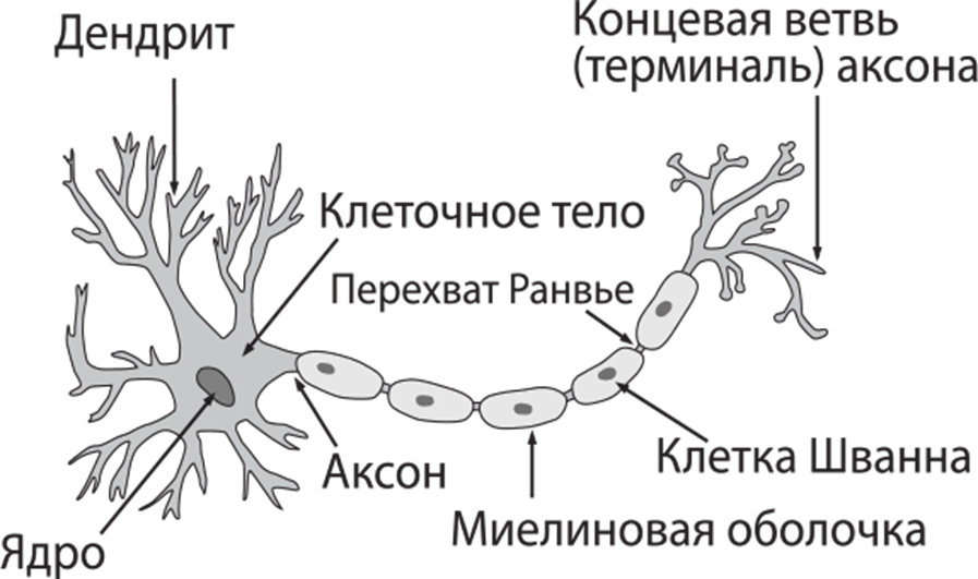 Части нейрона. Схема строения нервной клетки нейрона. Строение нейрона рисунок. Схема строения нейрона с подписями. Внешнее строение нервной клетки рисунок.