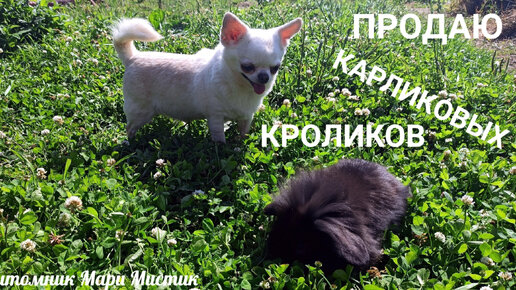 ПРОДАЮ #карликовыйкролик 13.07.23 #ЦЕНЫ указаны в этом видео #купитькролика +7 921 595 08 48 #продаю