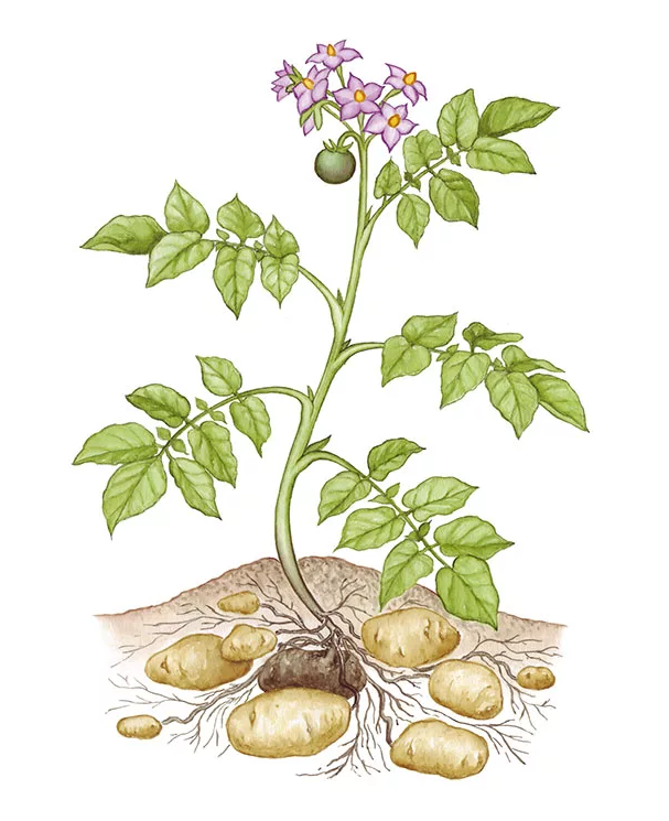 Изображение из свободных источников 