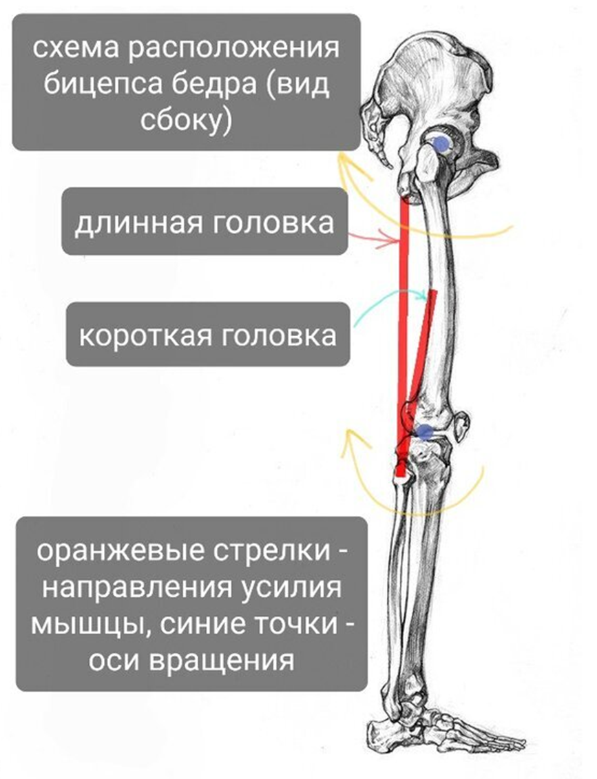 Длинная головка двуглавой мышцы бедра