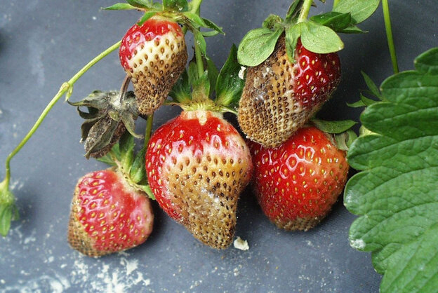    Чем опасна белая пятнистость клубники и как с ней бороться?