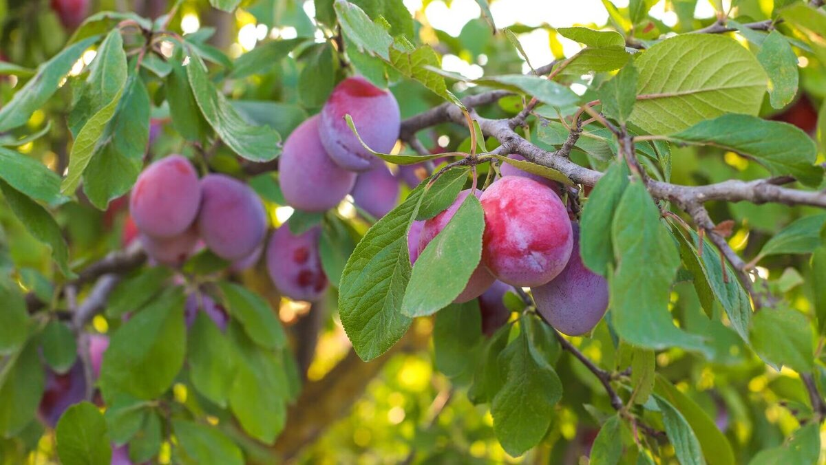    Слива© Фото : BalashMirzabey