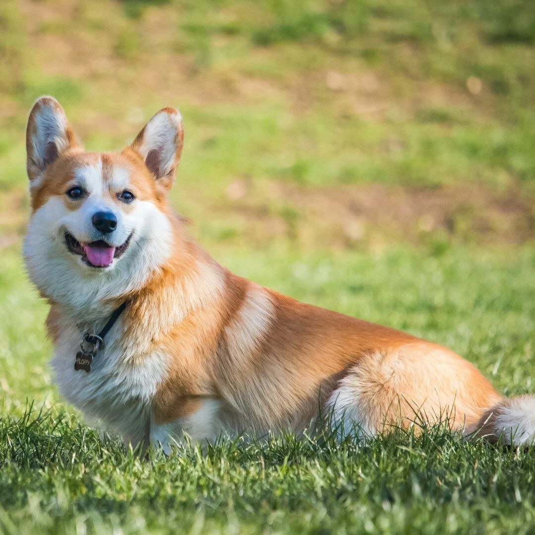 Корги: маленькие собаки с большим очарованием🐶 | Кинологический центр  