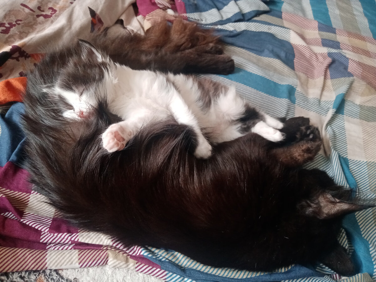 это кочевники, кочуют по всем кроватям в доме)