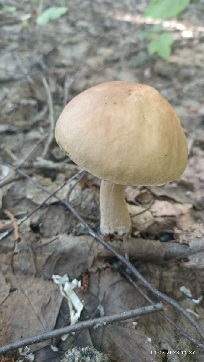 А вот и первый гриб.Фото автора