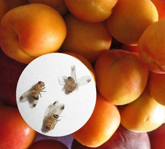 мушки плодовые. источник: freepik.com