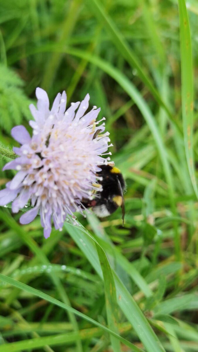 Как называется это цветок, не знаю. Но он привлекает пчелок и не только. Фото автора
