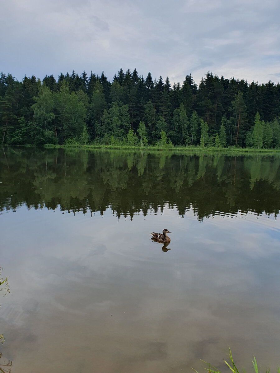 Утиное озеро- это я его так назвала. На самом деле оно называется по-другому. Но уточки меня тут просто очаровали.