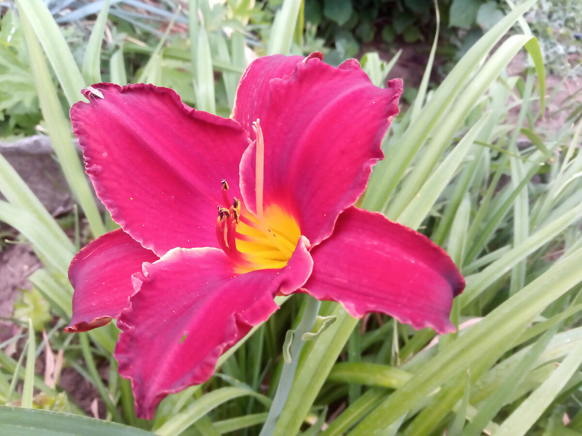 Фото из цветника автора.