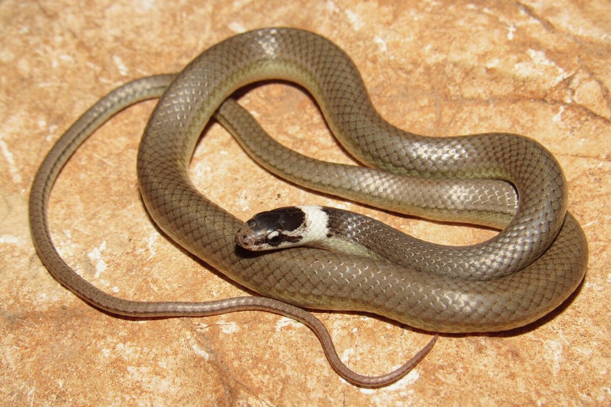 Змейка 9. Подсемейство толстоголовые змеи. Змеи которые водятся в Адыгее. Куба виды змей.