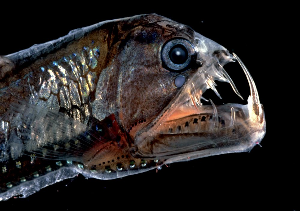 Хаулиод обыкновенный. Хаулиод (рыба-гадюка). Тихоокеанский хаулиод. Рыба гадюка Марианская впадина. Scary fish