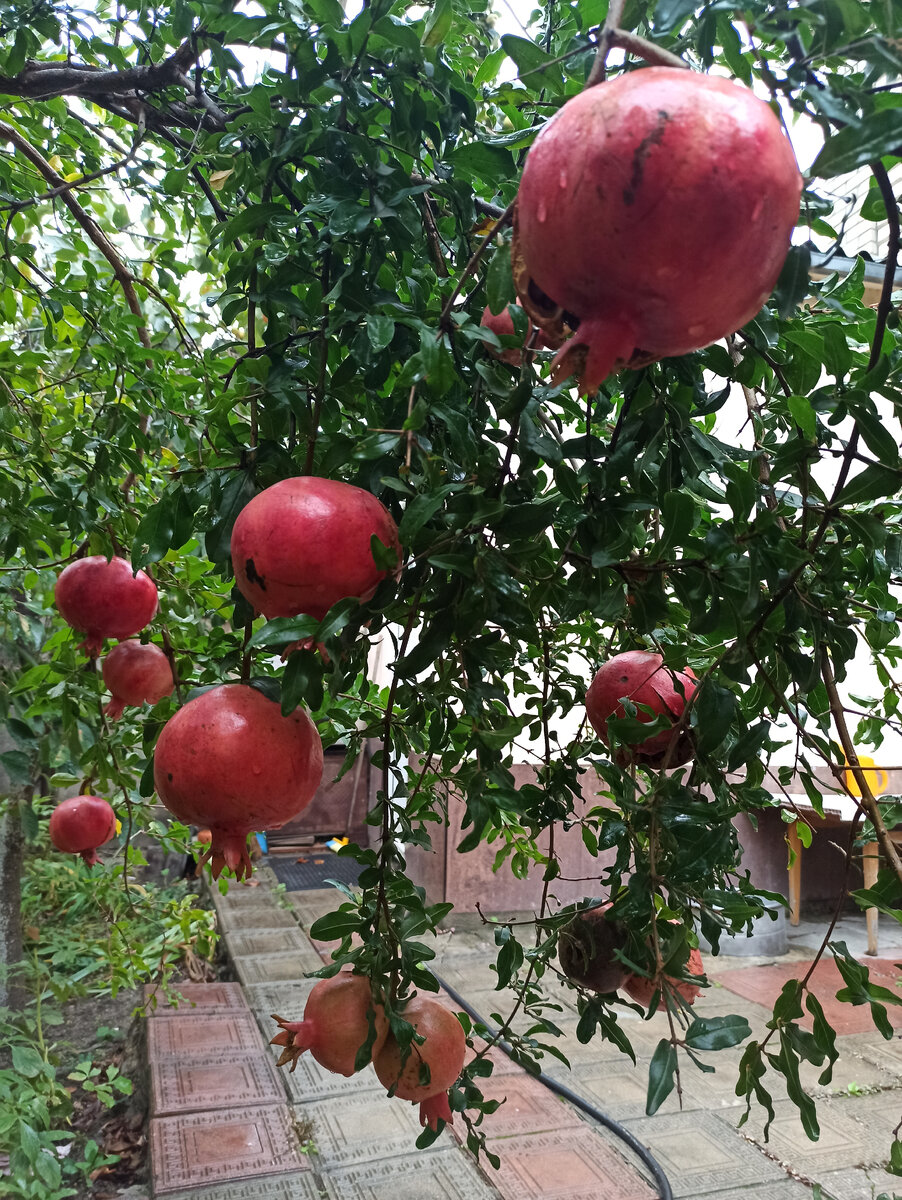 Наш двор в Махачкале.