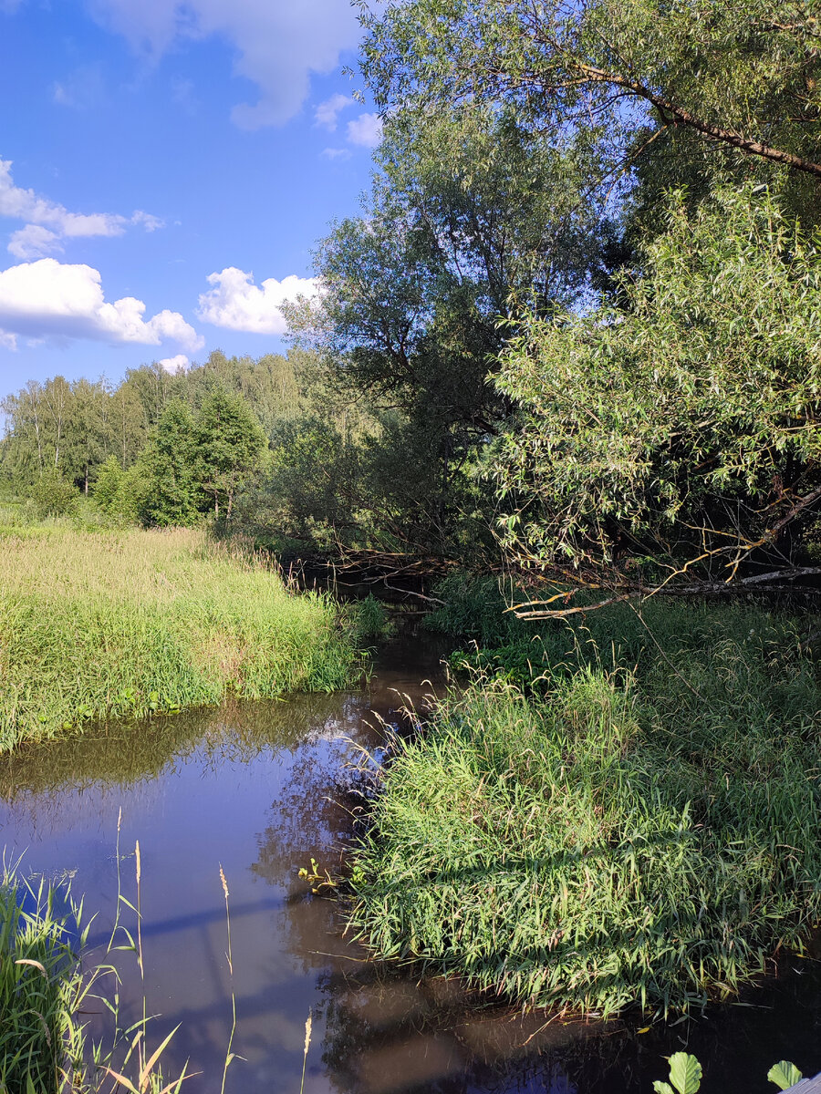 В этом месте она очень сильно заросла и обмелела
