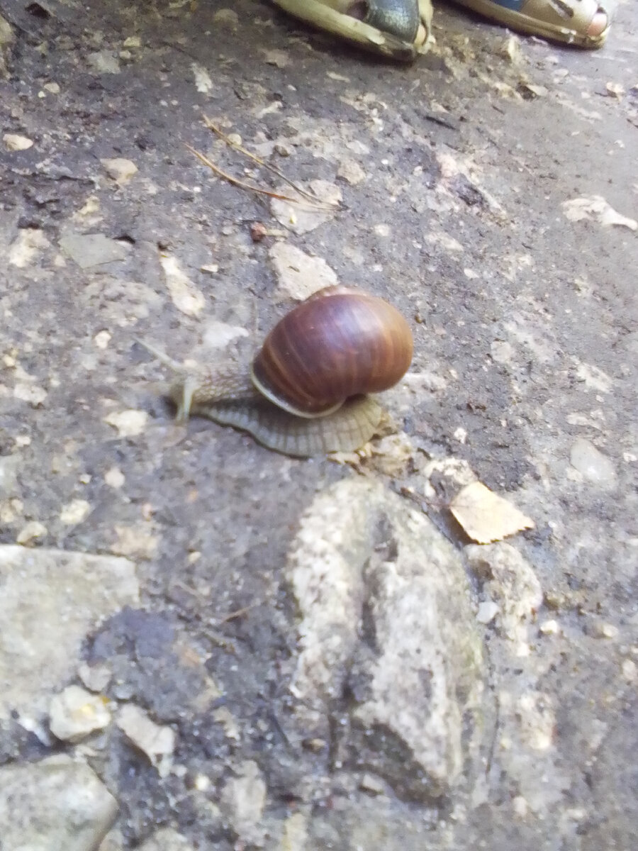 Вот такую улитку мы увидели, когда шли домой.