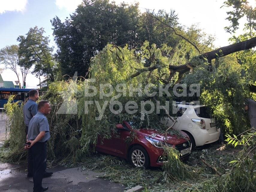 Дерево упало на машину фото