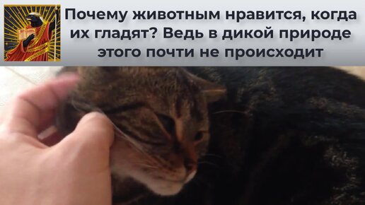 Почему животным нравится, когда их гладят? Ведь в дикой природе этого почти не происходит | Видео 🎥