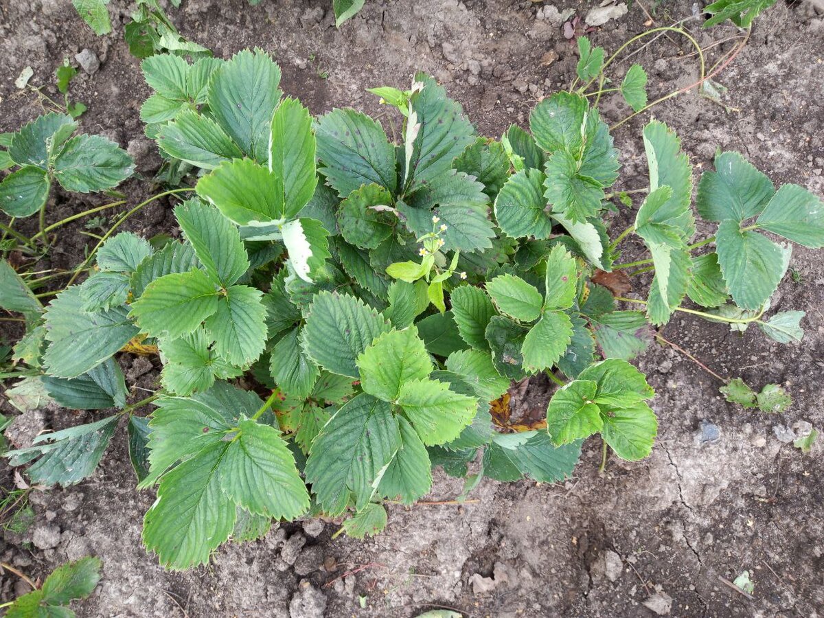 Это куст после прополки. До этого всё поле было заросши сорняками. Буду его стричь.