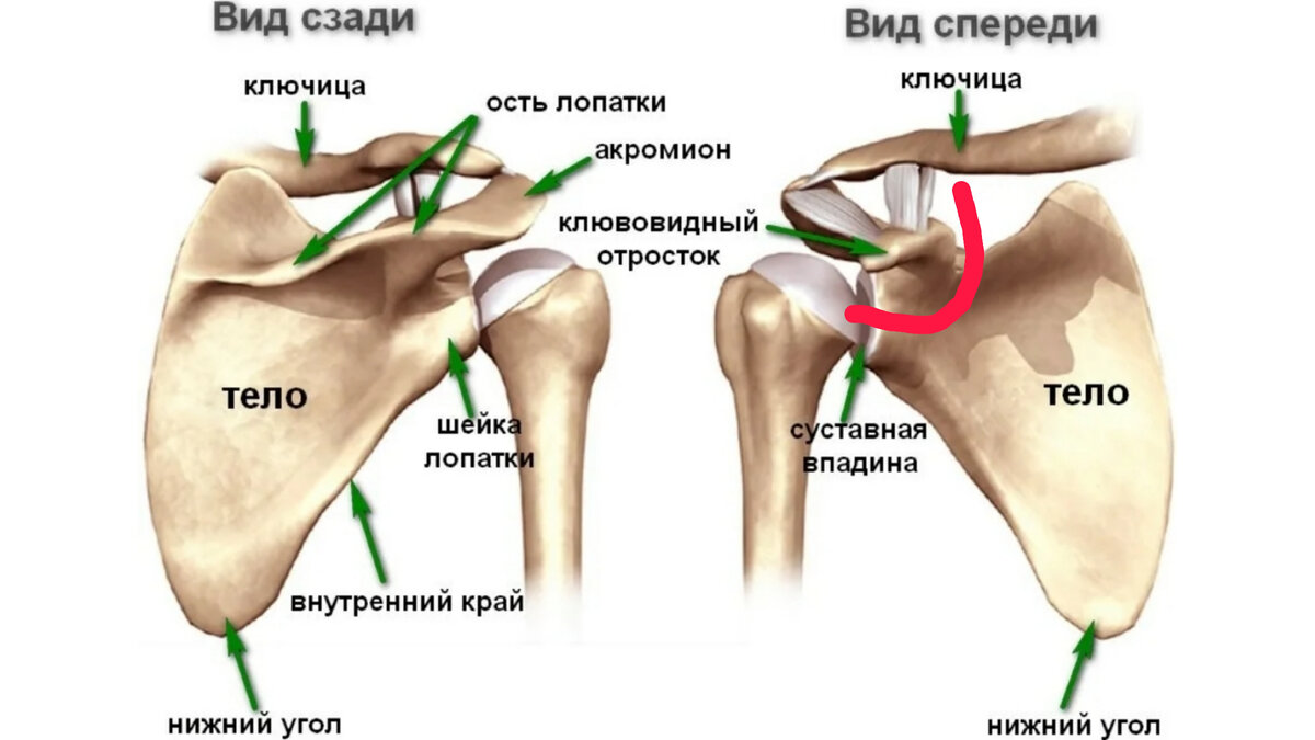 плоские кости фото