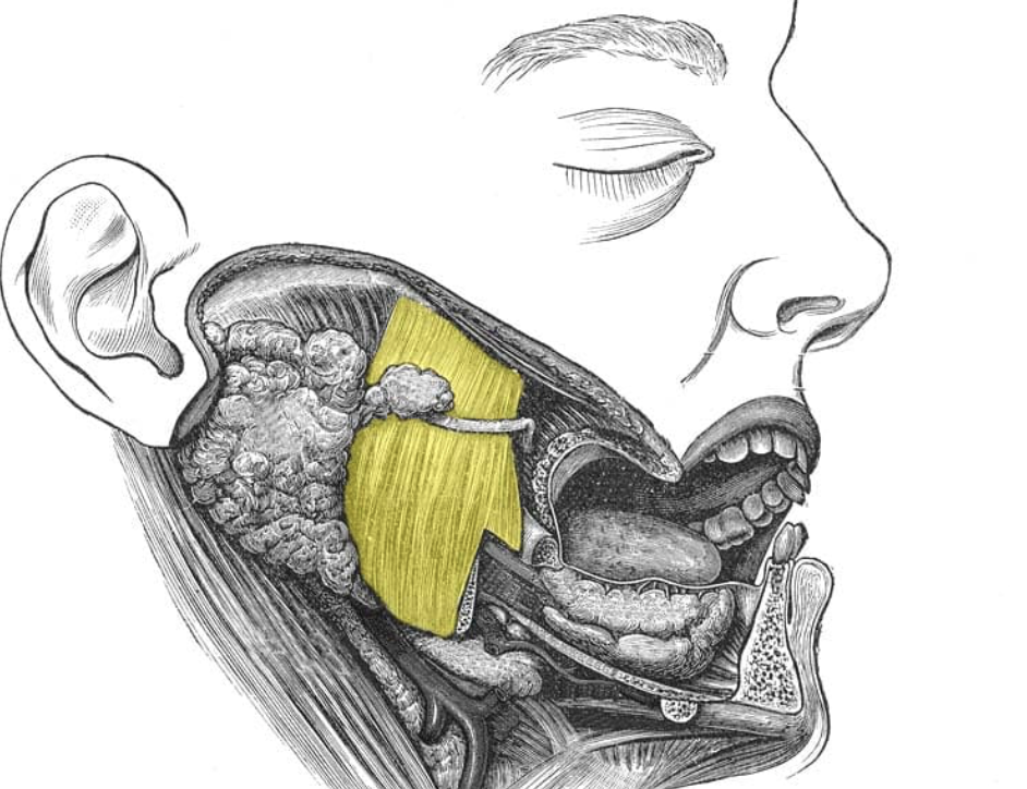 Жевательная мышца (выделена желтым) 