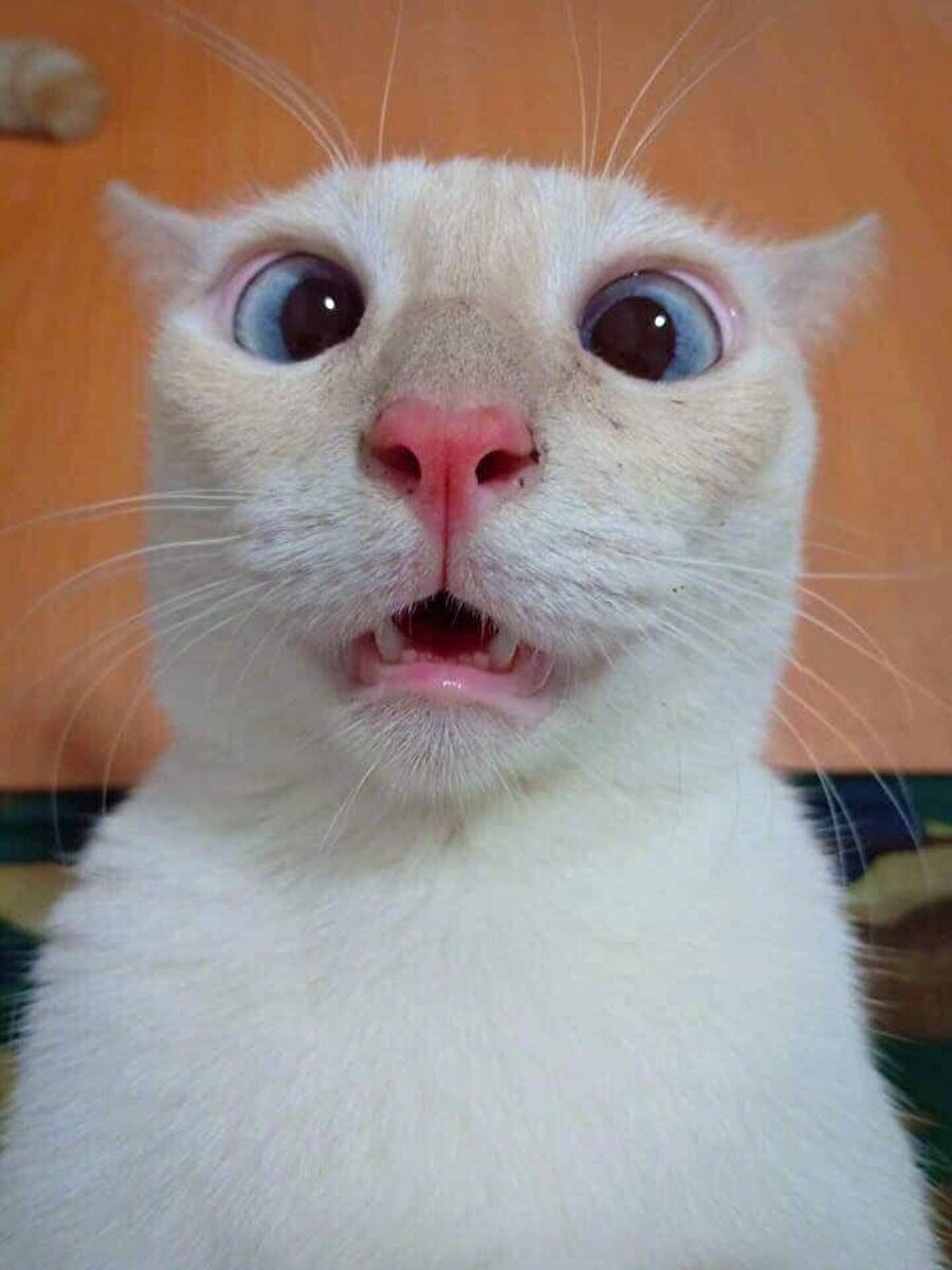 Яндекс картинки