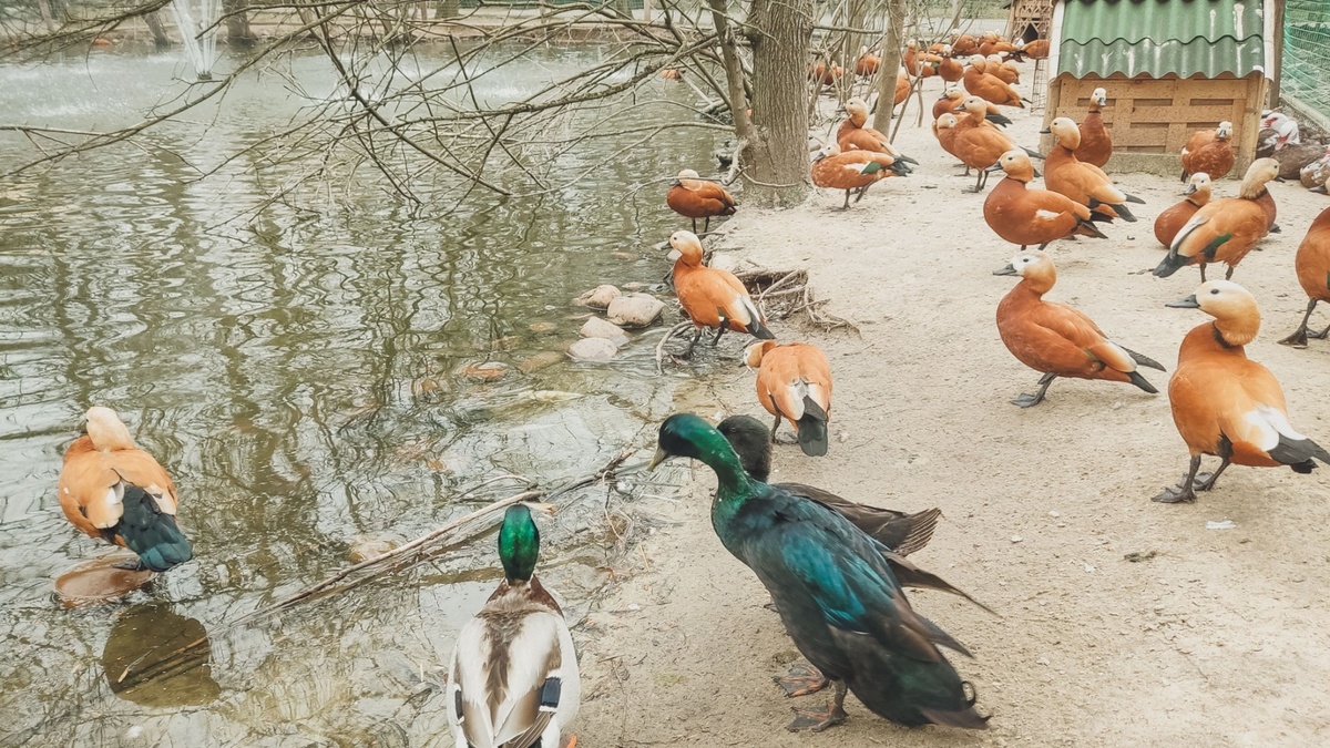     В Ростове-на-Дону произошла утечка коричневой жидкости в реку Дон, сообщили местные жители в соцсетях.
