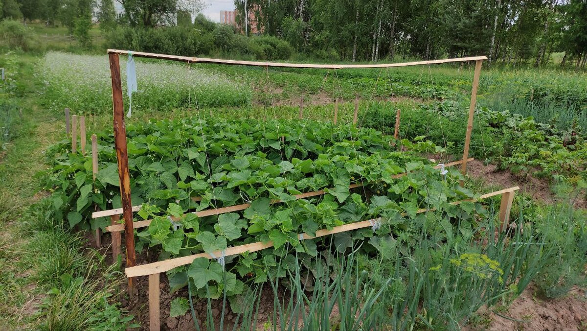 Что нужно сделать в огороде за июль