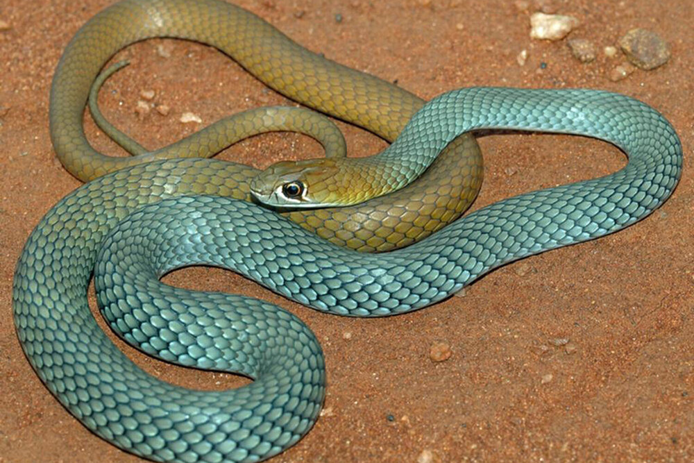 Ядовитые змеи на урале фото с названиями
