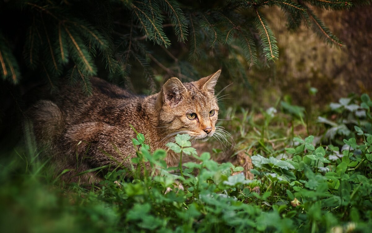 Фото с koshka.top для примера