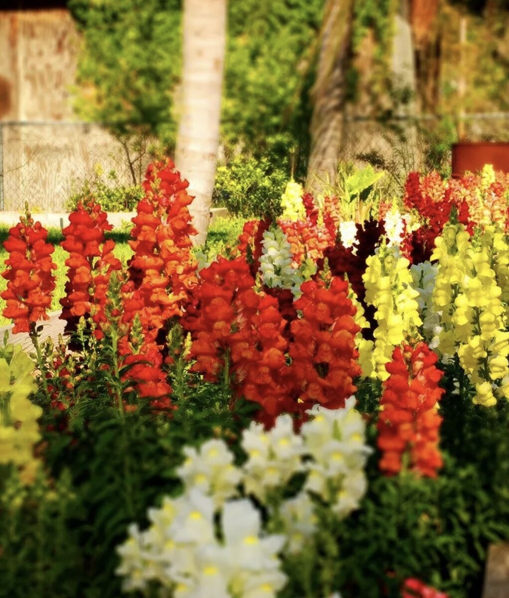 Those flowers. Антирринум львиный зев. Львиный цветок Антирринум. Львиный зев однолетник. Львиный зев многолетник.