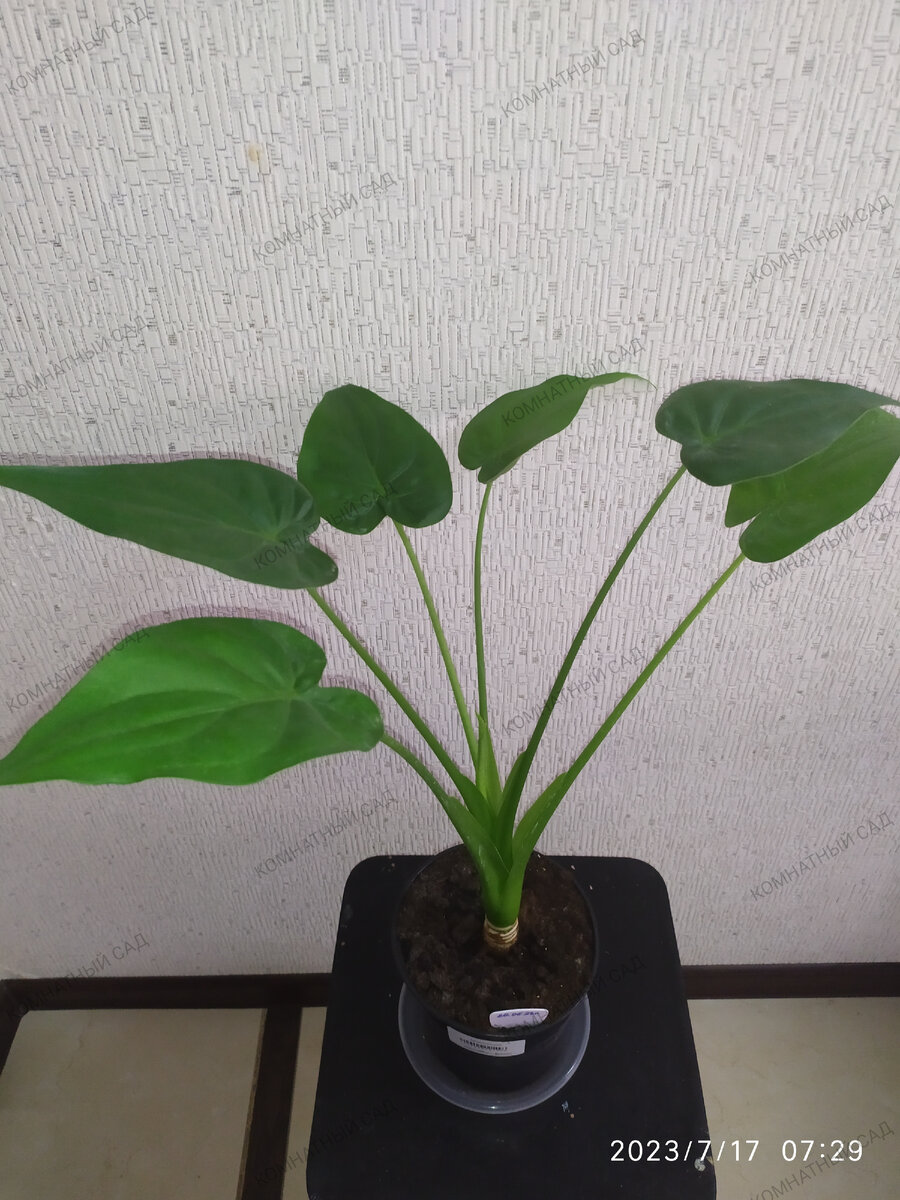 алоказия Кукулата