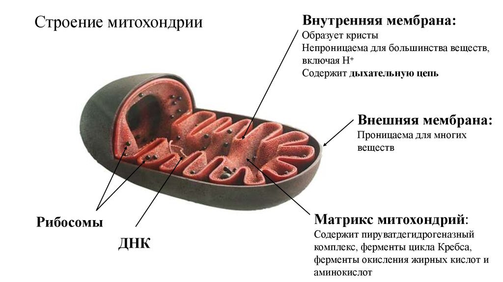 Имеет кристы. Строение внешней мембраны митохондрий. Строение мембраны митохондрии. Строение внутренней мембраны митохондрий. Строение внешней и внутренней мембраны митохондрий.