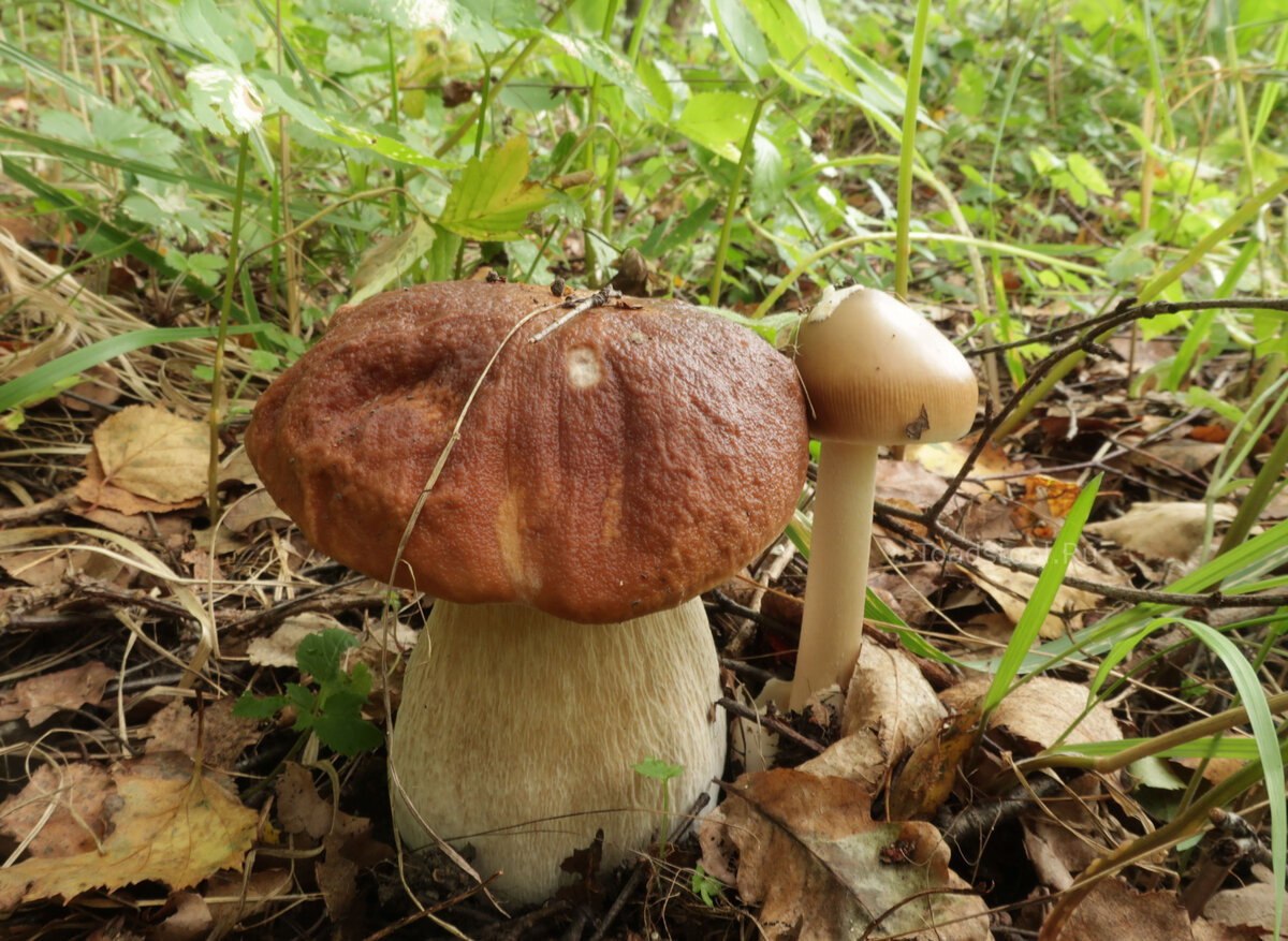 Сейчас мы обсуждаем тот гриб, что расположен справа (фото И.Лебединского)