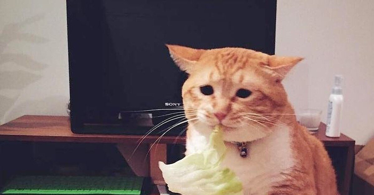 Фото из открытых источников. 