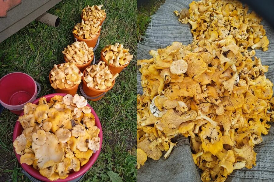 Грибы. ВКонтакте "Грибы и грибники Алтайского края"   📷