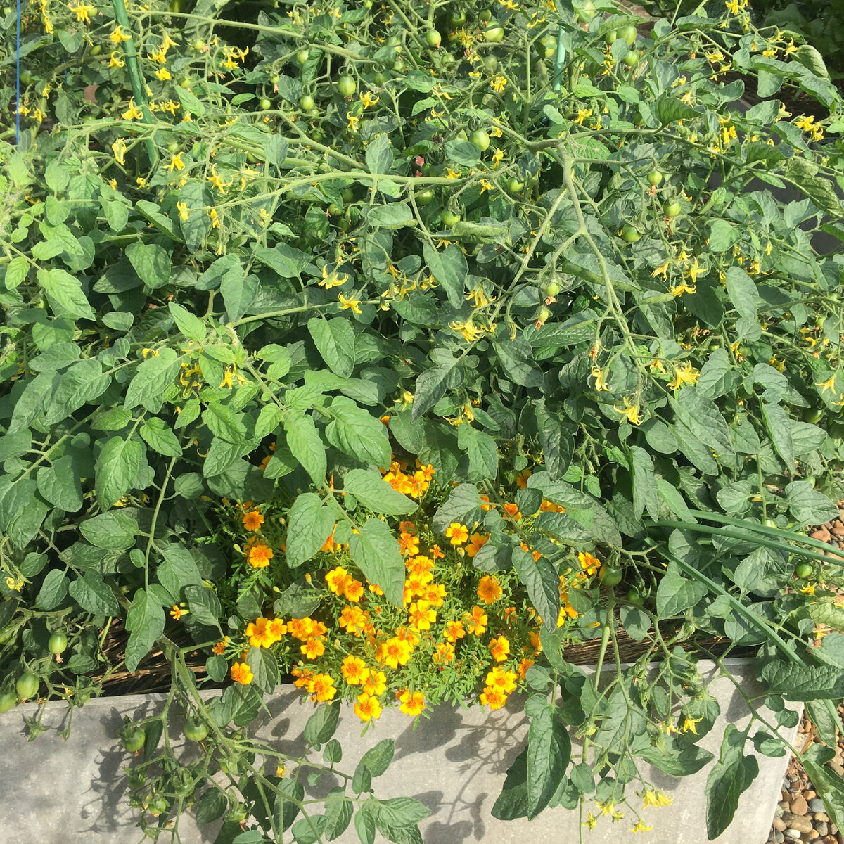 Томат рубиновые бусы. Девясил. Inula Helenium. Девясил высокий. Девясил куст.