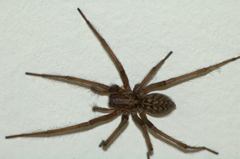 Опасен ли паук бродяга?
