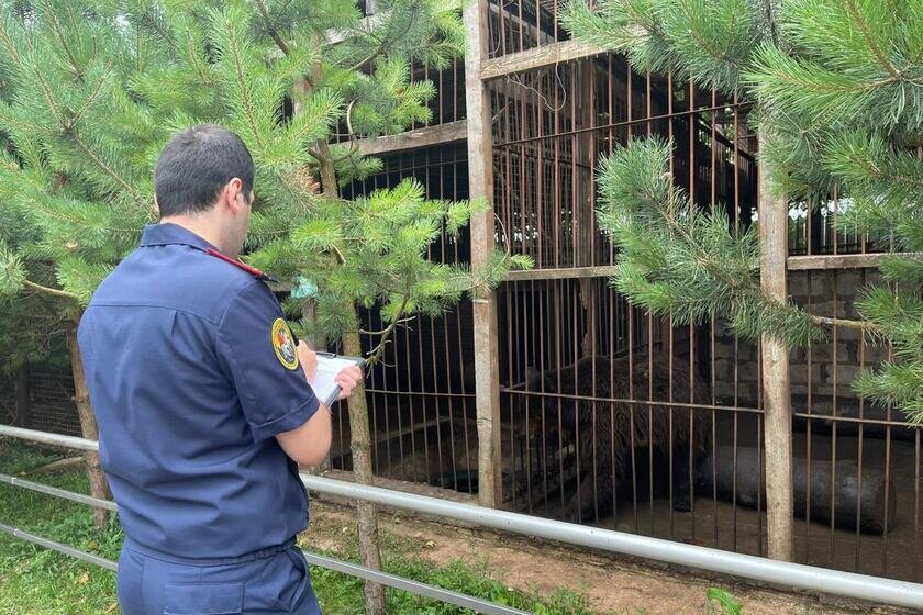 23 июля в Тульской области на Алексинской звероферме произошел инцидент с медведем: 27-летняя мама с трехлетней дочкой серьезно пострадали от нападения животного.