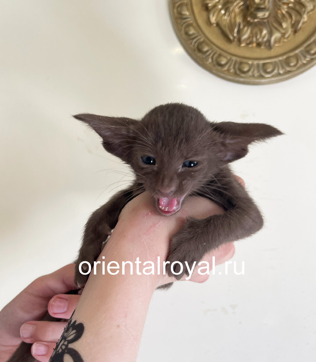 ориентальный котёнок Виктория Сикрет ОриенталРоял