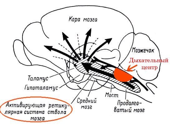 Почему дыхательные практики могут менять  состояние 