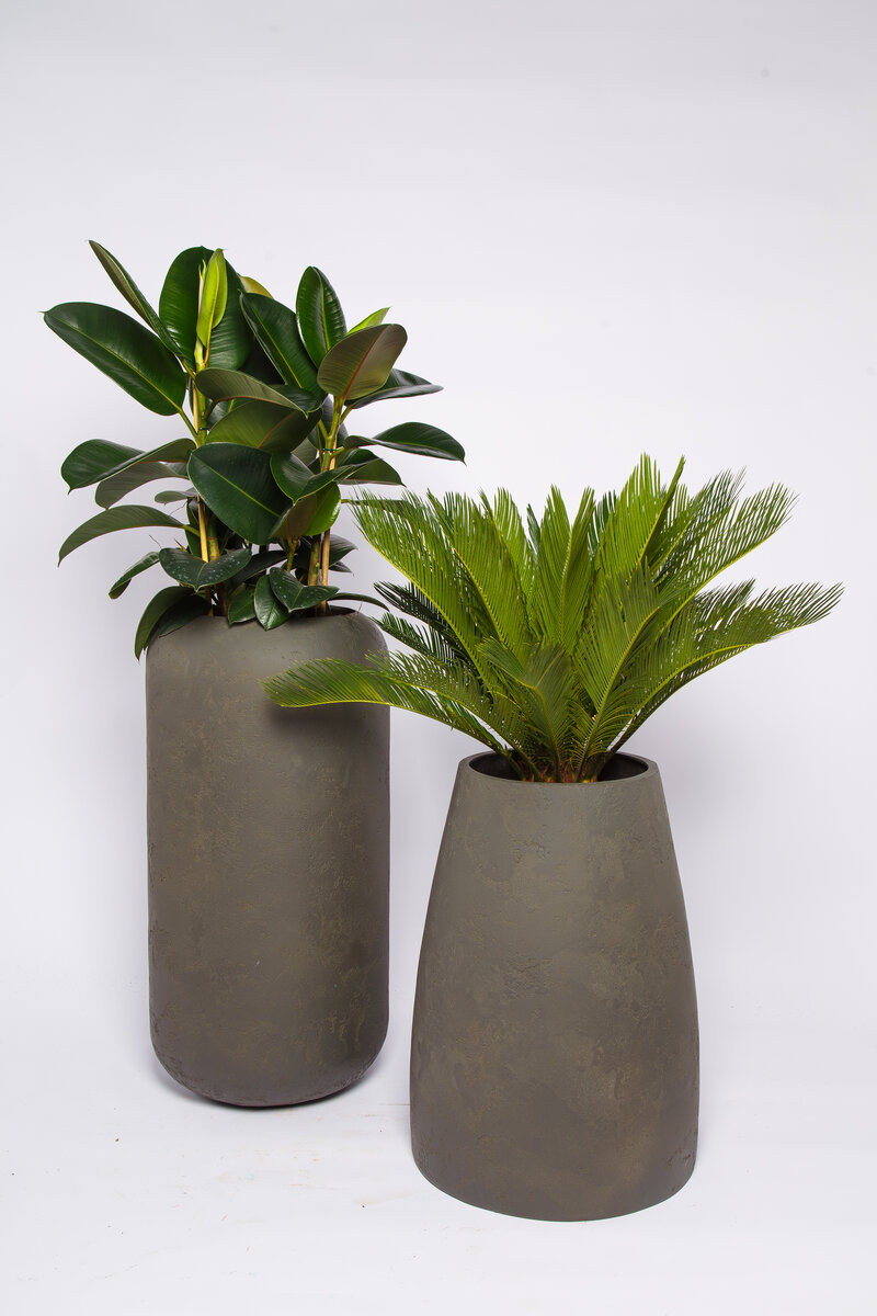 Кашпо, или цветочные горшки, имеют долгую и интересную историю происхождения. Использование кашпо для выращивания и декорирования растений прослеживается еще со времен древних цивилизаций. В эпоху Египта и Древней Греции, керамические горшки и вазы использовались для разных целей: для выращивания растений, для хранения воды и даже в качестве предметов религиозного поклонения. 
С течением времени, кашпо стали разнообразными и доступными в различных материалах - от глины и керамики до пластика и металла. Они приобрели разнообразные формы, размеры и цвета, чтобы соответствовать требованиям и вкусам современных дизайнеров и садоводов.

Сегодня кашпо не только служат для выращивания и оформления растений, они стали важным элементом декора интерьера и садовых участков. С их помощью можно создать привлекательные композиции из растений, играть с цветовой палитрой и текстурами.

Кашпо продолжают эволюционировать, и современные технологии позволяют создавать инновационные и функциональные дизайны, устойчивые и экологически безопасные материалы. Благодаря этому, каждый человек может найти идеальное кашпо, которое соответствует его потребностям и стилю.

Таким образом, история кашпо свидетельствует о важности их роли в садоводстве, декоре и создании уютной атмосферы вокруг нас. Мы можем наслаждаться красотой растений и экспериментировать с их расположением благодаря этим великолепным садовым аксессуарам.