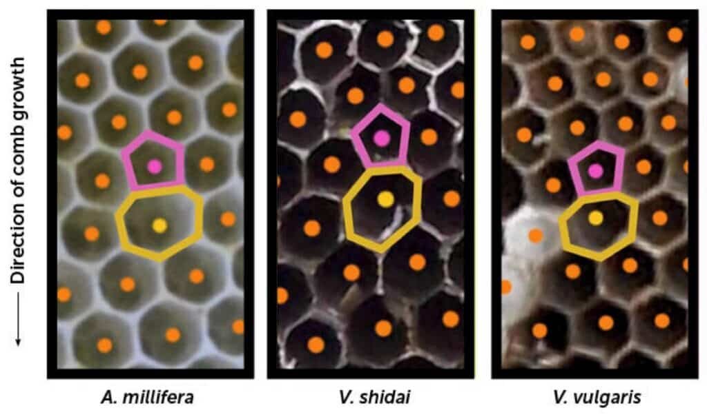   Соты пчел и ос с парами ячеек нестандартной формы. Снимки ориентированы так, что более «свежие» соты находятся внизу, показывая, что пятигранная ячейка строится перед семигранной, позволяя переходить к шестигранникам больших размеров / ©Smith et al., 2023
