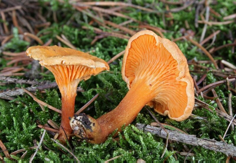 Лисички ложные. Это ядовитый гриб, или его можно употреблять в пищу? | О  грибах и не только | Дзен
