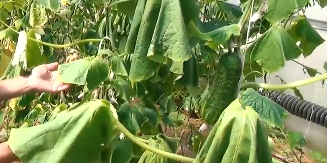 Огурцы гибнут на глазах. Листья повисли как тряпочки - это корневые гнили.