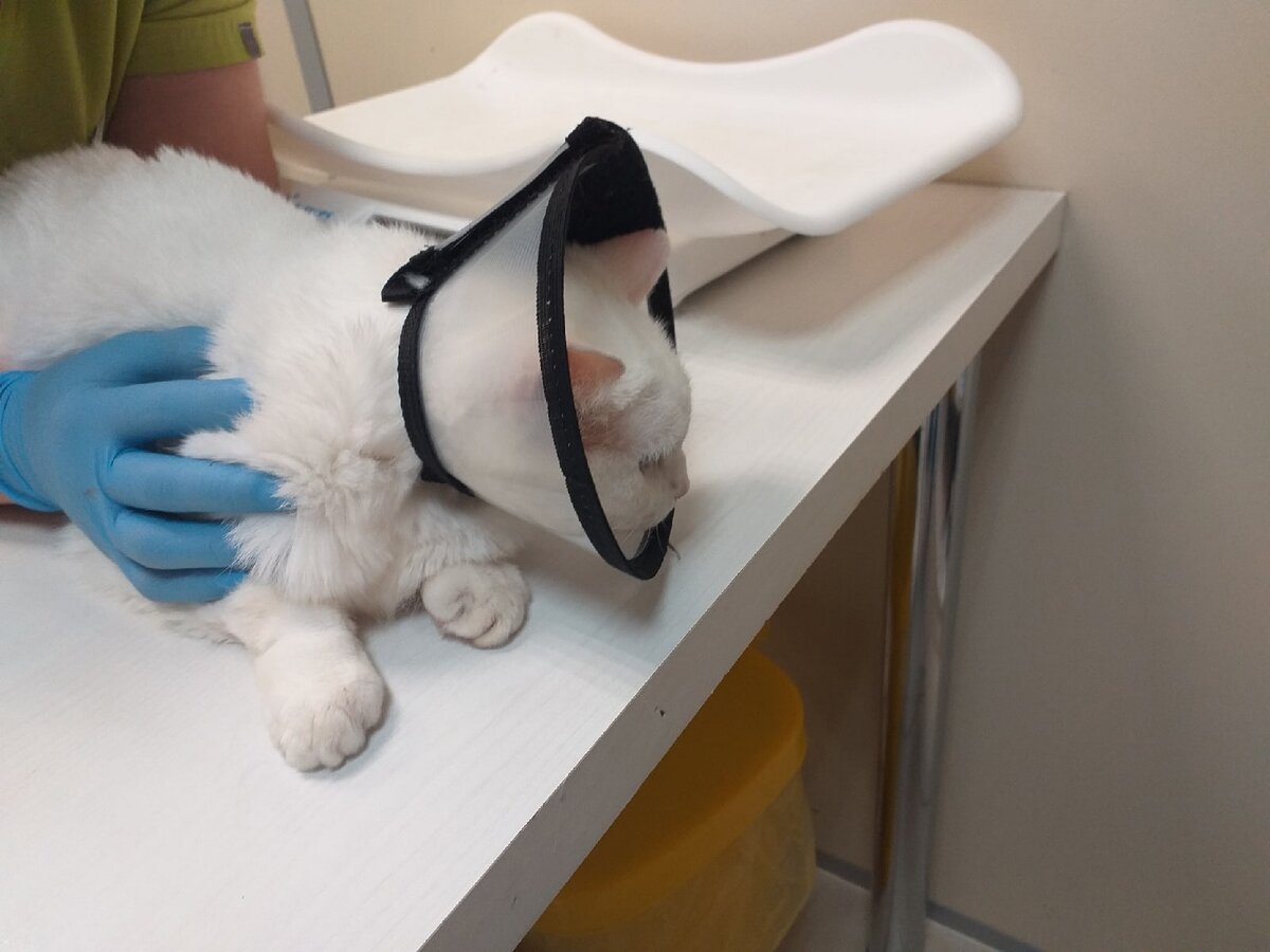 © ВСЕ ОТТЕНКИ КОШАЧЬЕГО. Процесс измерения давления в вет.клинике.