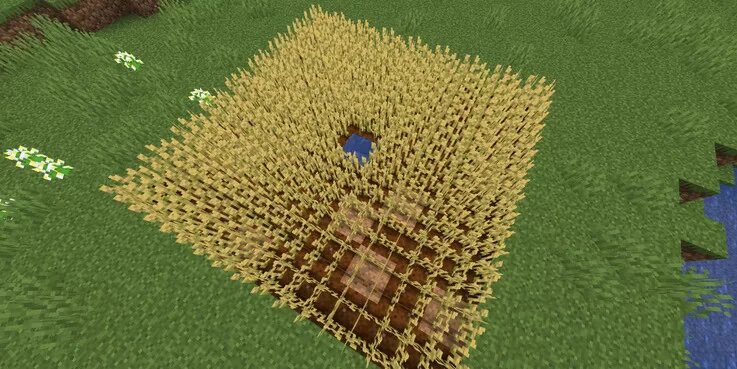 Игроки Minecraft могут выращивать растения, устроив ферму и грядки около дома. Можно выращивать всё что угодно — от пшеницы до какао-бобов.-2