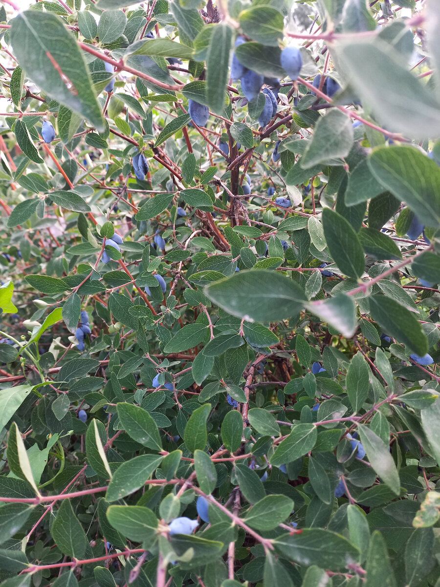 Поздний сорт