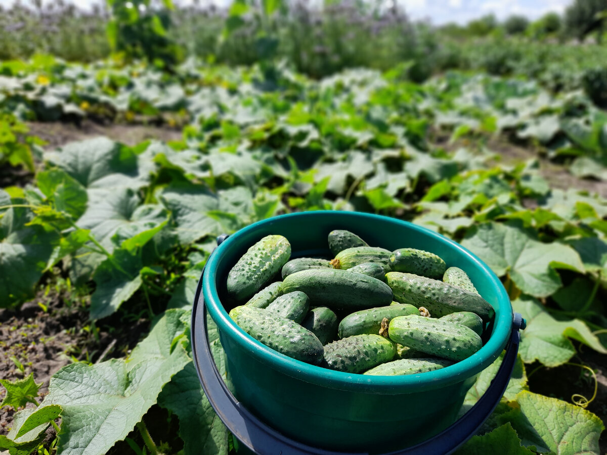 Моя огуречная сотка