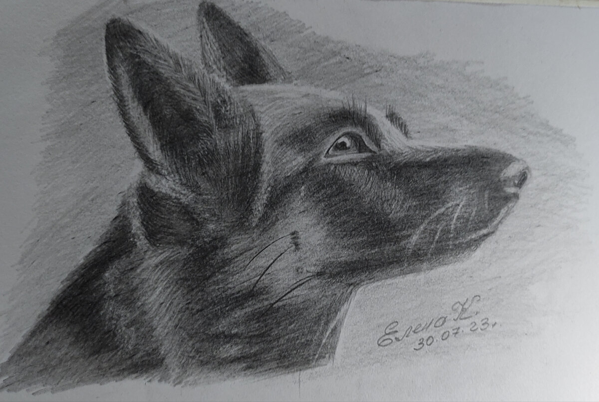 30.07.2023г. карандаш Собака Елена К.