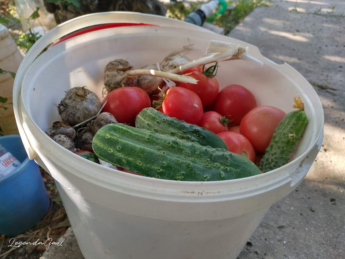 Урожай сегодняшний